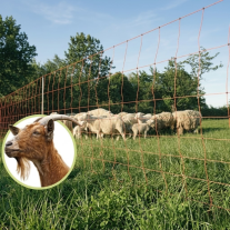 Malla eléctrica para cabras 50 m 106 cm | Valla electrificable reforzada ZAR