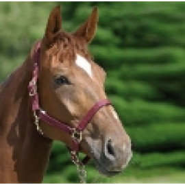 Cabezada caballo - COBB MG2079