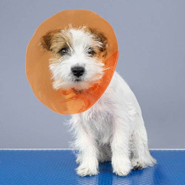 protector-isabelino-profesional-perros-gatos