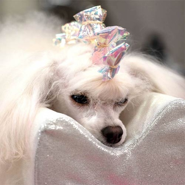 accesorios-grooming-plasticos-empaquetado