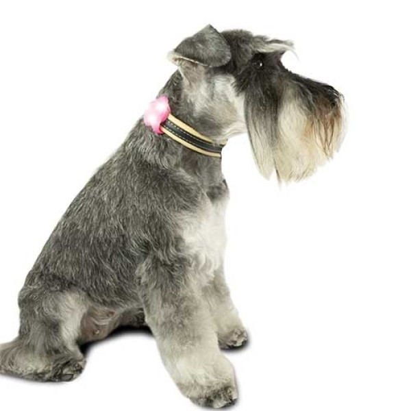 Led de Seguridad para perros - Silicone-Flash